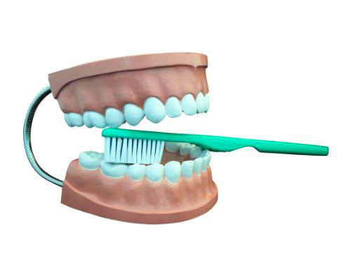 Ajax científica AN020 - 0002 plástico dental modelo de atención con cepillo de dientes gigante